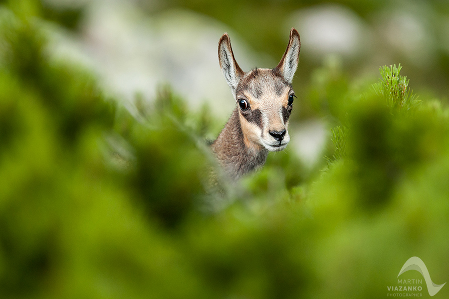 kamzik vrchovský tatranský, rupicapra rupicapra tatrica, chamois, gemse, wildlife, photo, divoká príroda, kamzík alpský, vysoké tatry, foto, high tatras